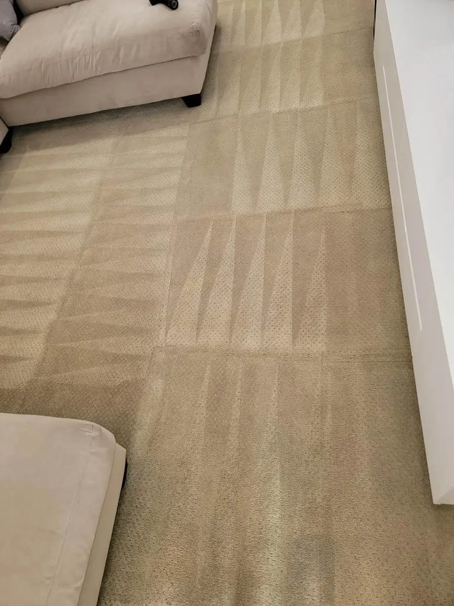 Real job photo: a living room carpet cleaned in even passes, the lighter stripes running across the room.